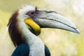 Male Wreathed Hornbill - horizontal Royalty Free Stock Photo
