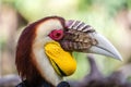 Male Wreathed hornbill portrait Royalty Free Stock Photo