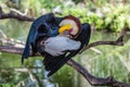 Male Wreathed hornbill on a tree Royalty Free Stock Photo