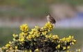 Wren singing from a gorse bush