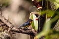 Male yellow and blue Violaceous Euphonia Royalty Free Stock Photo