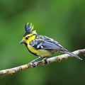 Male Yellow-cheeked Tit