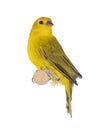 Male Yellow fronted canary bird on white