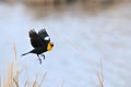 Male Yellow headed blackbird in flight Royalty Free Stock Photo