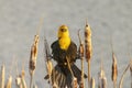 A male yellow-headed blackbird. A medium-sized blackbird with a yellow head