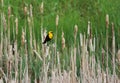 Male yellow-headed Blackbird perched on typical bulrush