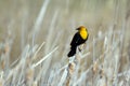 Male Yellow-headed Blackbird perches on a cattail in spring in Alamosa National Wildlife Refuge in Colorado