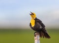 Yellow-headed Blackbird singing on a fence post