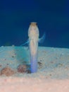 Male Yellow-headed Jawfish feeding, Bonaire, Dutch Antilles. Royalty Free Stock Photo