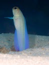 Male Yellow-headed Jawfish feeding, Bonaire, Dutch Antilles. Royalty Free Stock Photo