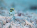 Male Yellow-headed Jawfish mouth brooding eggs, Bonaire, Dutch Antilles. Royalty Free Stock Photo