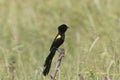 Male yellow-mantled widowbird, Euplectes macroura Royalty Free Stock Photo