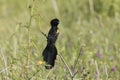 Male yellow-mantled widowbird, Euplectes macroura Royalty Free Stock Photo