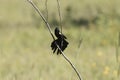 Male yellow-mantled widowbird, Euplectes macroura