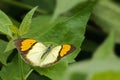 Male Yellow Orange-tip butterfly Ixias pyrene Royalty Free Stock Photo