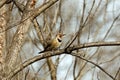 Male Yellow-shafted Northern Flicker in a Tree