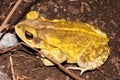 Male of Yellow Toad Incilius luetkenii Royalty Free Stock Photo
