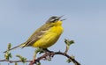 Male Yellow Wagtail (Motacilla flava) singing