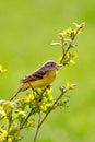 A male yellow Wagtail, Motacilla flava, sits on a branch with bird`s nest material in its beak. Blured green grass Royalty Free Stock Photo