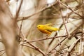 Male yellow warbler perched on a branch. Royalty Free Stock Photo