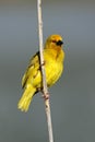 Male yellow weaver, South Africa