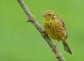 Male Yellowhammer perched