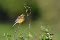 Male Yellowhammer on a shrub