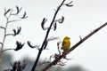 Male Yellowhammer sit on a flax plant branch