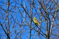 Male Yellowhammer in spring