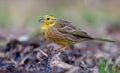 Male Yellowhammer stands posing