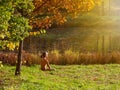 A male yogi practices yoga meditation under an autumn tree in a park Royalty Free Stock Photo