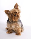 Male Yorkie Dog Pet Royalty Free Stock Photo