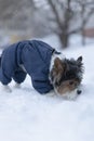 Male Yorkshire terrier called Beaver York in a blue jacket