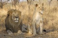 Male and young Female African Lion, South Africa Royalty Free Stock Photo