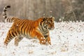 Male young Siberian tiger Panthera tigris tigris running across the snowy landscape Royalty Free Stock Photo