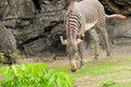 Male young zebra eating