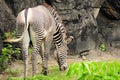 Male zebra eating