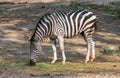 Male zebra feeding on grass in a zoo Royalty Free Stock Photo