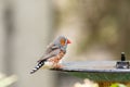 Male Zebra Finch bird Taeniopygia guttata Royalty Free Stock Photo