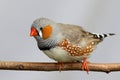 Male Zebra Finch Royalty Free Stock Photo