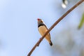 Male zebra finch Royalty Free Stock Photo