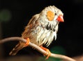 Male Zebra finch Taeniopygia guttata drying feathers after rai Royalty Free Stock Photo