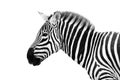 Male zebra head Royalty Free Stock Photo