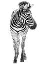 Male zebra isolated