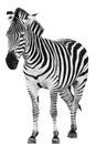 Male zebra isolated Royalty Free Stock Photo