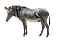 Male zebra isolated on white Royalty Free Stock Photo
