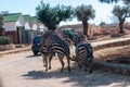 Male Zebra That Is Trying To Mate In The Zoo