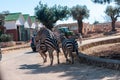 Male Zebra That Is Trying To Mate In The Zoo