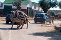 Male Zebra That Is Trying To Mate In The Zoo