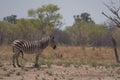 A male zebra walking in the bush.